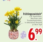 Frühlingszwiebeln Angebote bei EDEKA Regensburg für 6,99 €