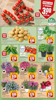 Kartoffeln im aktuellen REWE Prospekt (Nürnberg) Kartoffeln im REWE Prospekt "Dein Markt" mit 34 Seiten (Nürnberg)