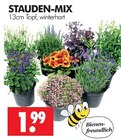 Stauden-Mix im Angebot bei Wreesmann in Brandenburg Stauden-Mix Angebote bei Wreesmann Brandenburg für 1,99 €