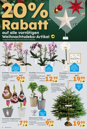 Globus-Baumarkt Orchidee im Prospekt 