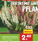 zweifarbiges Heidekraut für 2,49 € bei Netto Marken-Discount im Angebot zweifarbiges Heidekraut im aktuellen Netto Marken-Discount Prospekt