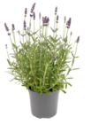 Aktuelle Lavendel Angebote bei toom Baumarkt in Stuttgart Aktuelles Lavendel Angebot bei toom Baumarkt in Stuttgart ab 1,99 €