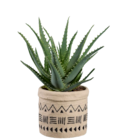 Aloé arborescent en pot égyptien en promo chez Lidl Nîmes à 7,49 €