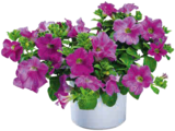 C. J. Wigger KG hagebaumarkt - Beet- und Balkonpflanzen Angebot im Prospekt Beet- und Balkonpflanzen bei C. J. Wigger KG hagebaumarkt im Prospekt "" für 1,49 €