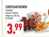 Aktuelle Chrysantheme Angebote bei Marktkauf in Wuppertal Aktuelles Chrysanthemen Angebot bei Marktkauf in Wuppertal ab 3,99 €