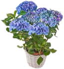 Hortensie im Korb  im aktuellen Kaufland Prospekt für 12,99 €