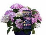 (S)witch Angebote bei OBI Ansbach für 19,99 €