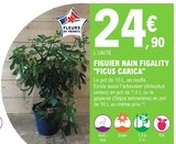 Figuier Nain Figality "FICUS CARICA" à E.Leclerc dans Saint-Seurin-de-Prats