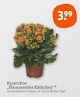 Aktuelle Blumen Angebote bei tegut in München Aktuelles Kalanchoe "Flammendes Käthchen" Angebot bei tegut in München ab 3,99 €