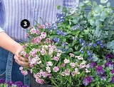 GARTENNELKE "PINK KISSES" bei Dehner Garten-Center im Germering Prospekt für 3,49 €