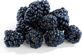 Aktuelles Brombeeren Angebot bei Netto Marken-Discount in Dresden ab 1,49 €