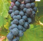 Vigne à fruits à Gamm Vert dans Châtillon-en-Michaille Vigne à fruits à Gamm Vert dans Châtillon-en-Michaille