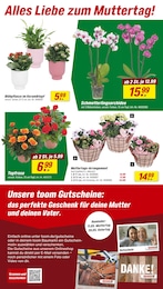 Orchidee Angebot & Preis im aktuellen toom Baumarkt Prospekt Orchidee Angebot im aktuellen toom Baumarkt Prospekt auf Seite 3