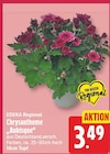 nah und gut Bad Oeynhausen - Chrysantheme „Aubisque“ Angebot im Prospekt Chrysantheme „Aubisque“ bei nah und gut im Bad Oeynhausen Prospekt für 3,49 €