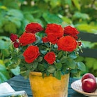 Hagebaumarkt Waldkirchen - Rosen "Infinity" Angebot im Prospekt Rosen "Infinity" bei Hagebaumarkt im Waldkirchen Prospekt für 4,99 €