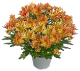 Chrysantheme bei Kaufland im Endorf Prospekt für 2,99 €