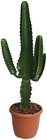 Cactus western en promo chez Lidl Argenteuil à 14,99 €