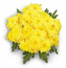 Aktuelles Chrysanthemen Angebot bei Netto Marken-Discount in Hamburg ab 2,79 €