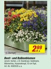 Beet- und Balkonblumen Angebote bei toom Baumarkt Beckum für 2,99 €