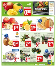 Blumen Angebot im aktuellen EDEKA Prospekt auf Seite 3