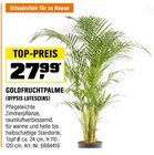 GOLDFRUCHTPALME (DYPSIS LUTESCENS) im aktuellen OBI Prospekt