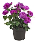 Angebot im Hagebaumarkt Brunsbüttel Prospekt Hagebaumarkt Brunsbüttel Prospekt mit im Angebot für 14,99 €