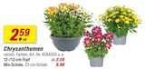 Chrysanthemen bei toom Baumarkt im Prospekt "" für 2,59 €