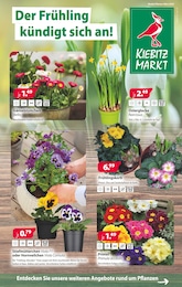 Aktueller Kiebitzmarkt Garten & Pflanzen Prospekt für Glashütten: Der Frühling kündigt sich an! mit 4} Seiten, 01.03.2025 - 15.03.2025