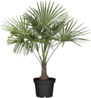 Hanfpalme Angebote bei Globus-Baumarkt Salzgitter für 34,99 €
