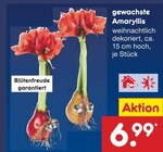 gewachste Amaryllis Angebote bei Netto Marken-Discount Wolfenbüttel für 6,99 €