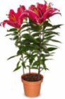Netto Marken-Discount - Lilien Angebot im Prospekt Lilien bei Netto Marken-Discount im Prospekt "" für 2,99 €