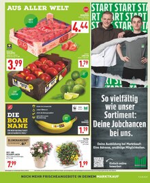 Tulpen im Marktkauf Prospekt "Aktuelle Angebote" mit 24 Seiten (Hagen (Stadt der FernUniversität))