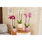 Orchidée - Carrefour à Aulnay-sous-Bois Orchidée en promo chez Carrefour Aulnay-sous-Bois à 9,99 €