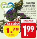 Frühjahrsstauden-Mix von genial REGIONAL im aktuellen EDEKA Prospekt für 1,79 €