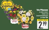 Trio Pflanzen von Confetti Garden im aktuellen EDEKA Prospekt für 2,99 €