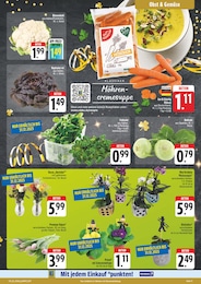 E center Zimmerpflanzen im Prospekt 