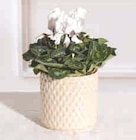 Plante Fleurie en promo chez Super U Nice à 6,99 €