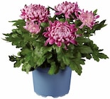 Gros chrysanthème - Lidl à Chartres Gros chrysanthème en promo chez Lidl Chartres à 3,99 €