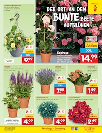 Chrysantheme Angebot & Preis im aktuellen Netto Marken-Discount Prospekt Chrysantheme Angebot im aktuellen Netto Marken-Discount Prospekt auf Seite 7