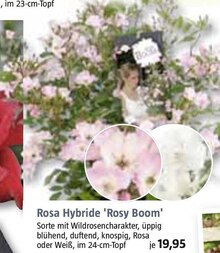 Rosa Hybride 'Rosy Boom' bei BAUHAUS in Augsburg Rosa Hybride 'Rosy Boom' im Angebot bei BAUHAUS Augsburg für 19,95 €