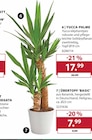 Yucca-Palme im aktuellen Dehner Garten-Center Prospekt für 7,99 €
