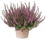 Knospenblüher-Heide für 1,29 € bei OBI im Angebot Knospenblüher-Heide im aktuellen OBI Prospekt