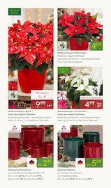 Garten im Pflanzen Kölle Prospekt in Potsdam Aktueller Pflanzen Kölle Prospekt mit Garten, "ADVENTS GLANZ", Seite 2