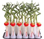 Lucky bambou spirale en promo chez Carrefour Metz à 2,99 €