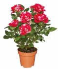 Baum im Netto Marken-Discount Prospekt zweifarbige Rose im aktuellen Netto Marken-Discount Prospekt für 2,99 €