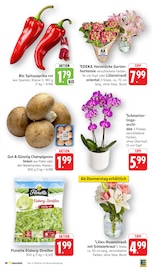 Pflanzen im EDEKA Prospekt in Singen Aktueller EDEKA Prospekt mit Pflanzen, "Aktuelle Angebote", Seite 7