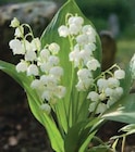 Griffes de Muguet Nantais - U en promo chez Super U Rennes à 5,99 €