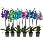 Orchidée teintée en promo chez Carrefour Nîmes à 12,99 €