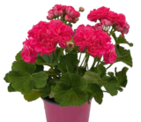 Geranie »Rosalinda« oder »Paperbloom« im Pflanzen Kölle Prospekt zum Preis von 4,49 €