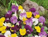 Hornveilchen im Hagebaumarkt Prospekt Hornveilchen 'Viola cornuta' im aktuellen Hagebaumarkt Prospekt für 0,79 €
